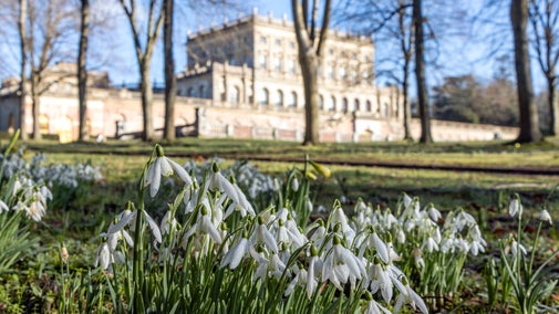 Snowdrops on the parterre with Cliveden House in the background.